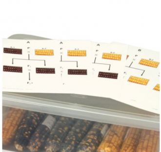 Corn Cross Card A - replacement for Mendelian Genetics of Corn Kit