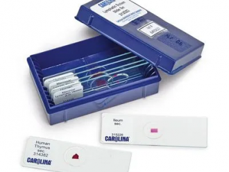 Lymphatic System Slide Set