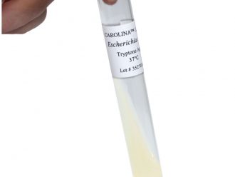 Escherichia coli B, Living, Bacteriophage Host
