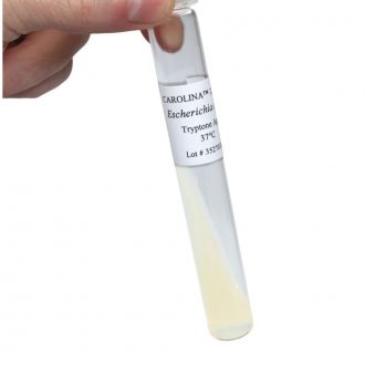 Escherichia coli B, Living, Bacteriophage Host