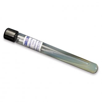 Escherichia coli C600, Living