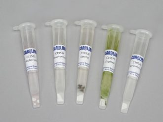Protozoa Demoslide Set, Living