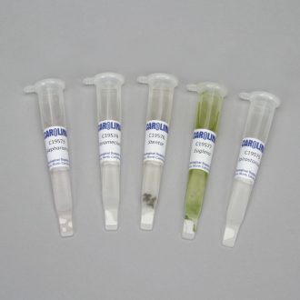 Protozoa Demoslide Set, Living