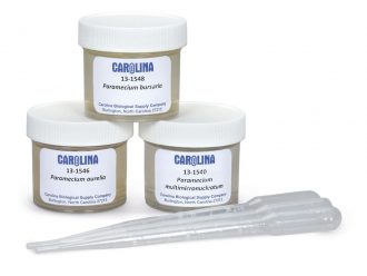 Paramecium Comparative Study Set, Living