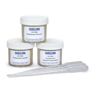 Paramecium Comparative Study Set, Living