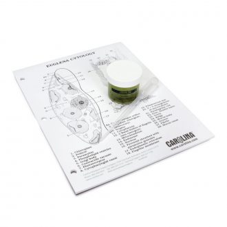 Euglena Review Set, Living