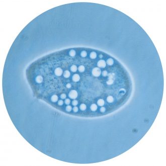 Phagocytosis and Vacuole Formation in Tetrahymena Kit