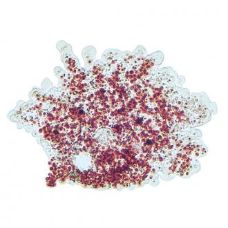 Amoeba proteus, Living, Vitachrome