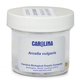 Arcella vulgaris, Living
