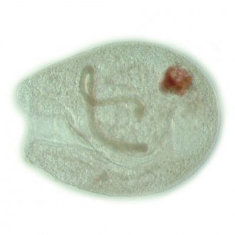 Bursaria truncatella, Living