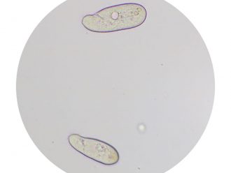 Colpidium striatum, Living