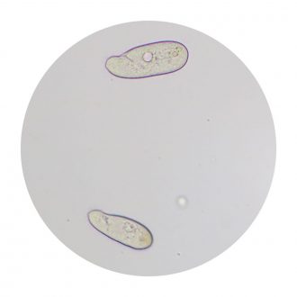 Colpidium striatum, Living