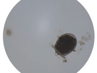 Didinium, Living