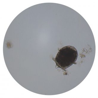 Didinium, Living