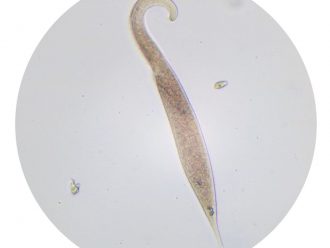 Dileptus monilatus, Living