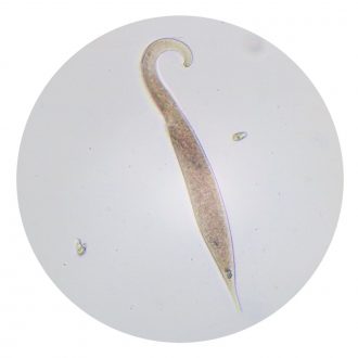 Dileptus monilatus, Living