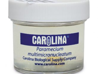 Paramecium, Living