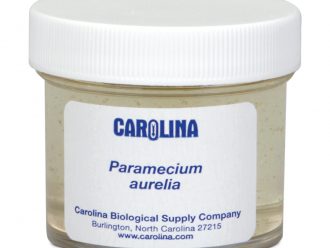 Paramecium aurelia, Living
