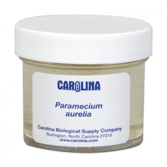 Paramecium aurelia, Living