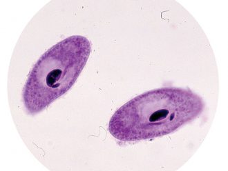 Paramecium bursaria, Living