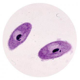 Paramecium bursaria, Living