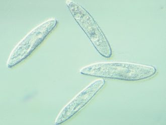 Paramecium caudatum, Living