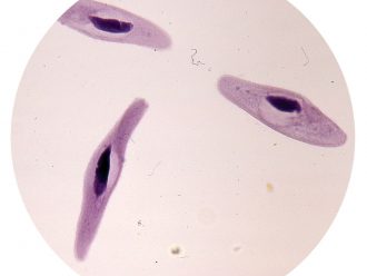 Paramecium multimicronucleatum, Conjugating, Living