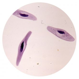 Paramecium multimicronucleatum, Conjugating, Living