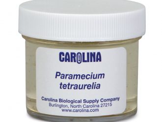 Paramecium tetraurelia, Living