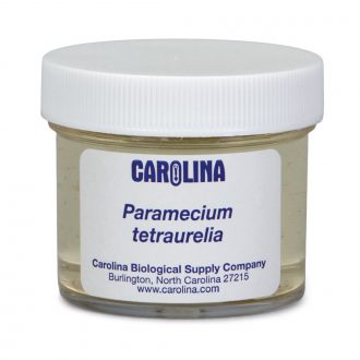 Paramecium tetraurelia, Living