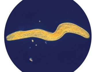 Spirostomum, Living