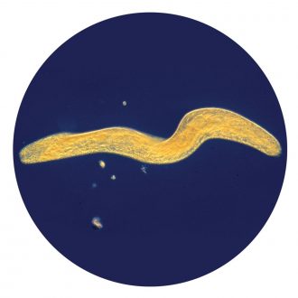 Spirostomum, Living