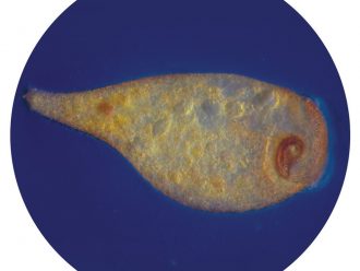 Stentor coeruleus, Living