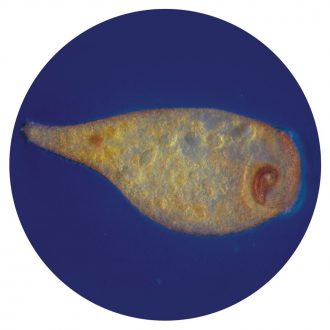 Stentor coeruleus, Living