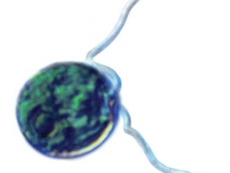 Chlamydomonas, Living