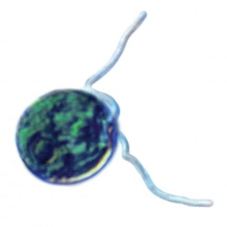 Chlamydomonas, Living