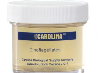 Dinoflagellates, Living