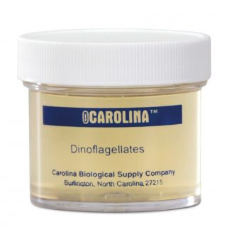 Dinoflagellates, Living