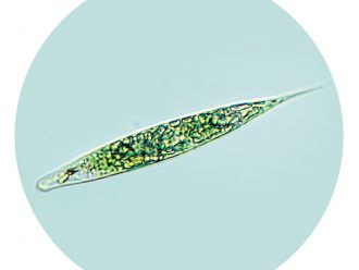 Euglena, Living