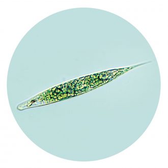 Euglena, Living