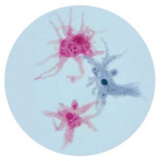 Protozoan Mixture, Living