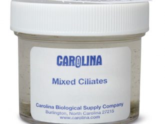 Ciliate Mixture, Living