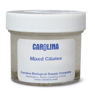 Ciliate Mixture, Living