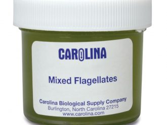Flagellate Mixture, Living
