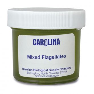 Flagellate Mixture, Living