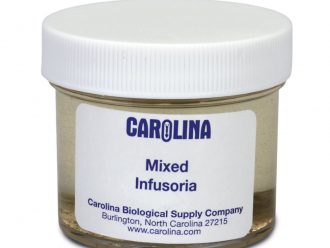 Infusoria Mixture, Living