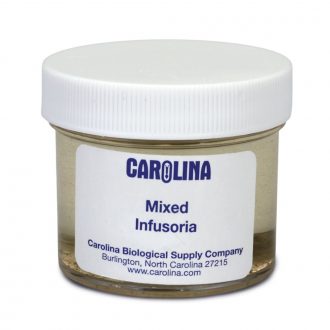 Infusoria Mixture, Living