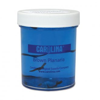 Planaria, Living, Vitachrome®