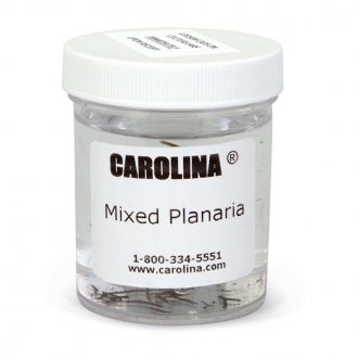 Mixed Planaria, Living