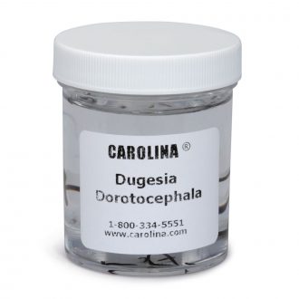 Dugesia dorotocephala Culture, Living